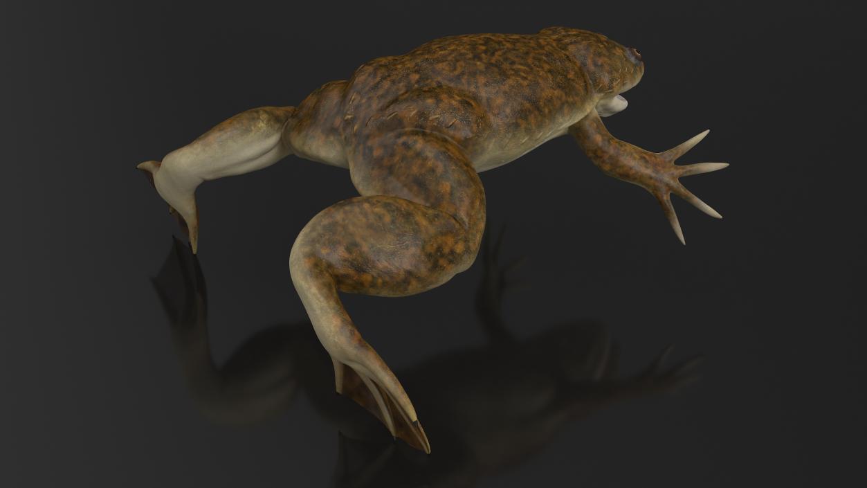 3D model African Claw-toe Frog Standard Pose