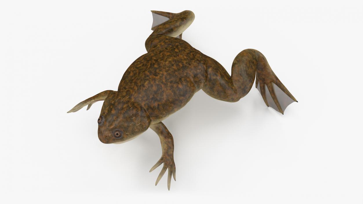 3D model African Claw-toe Frog Standard Pose