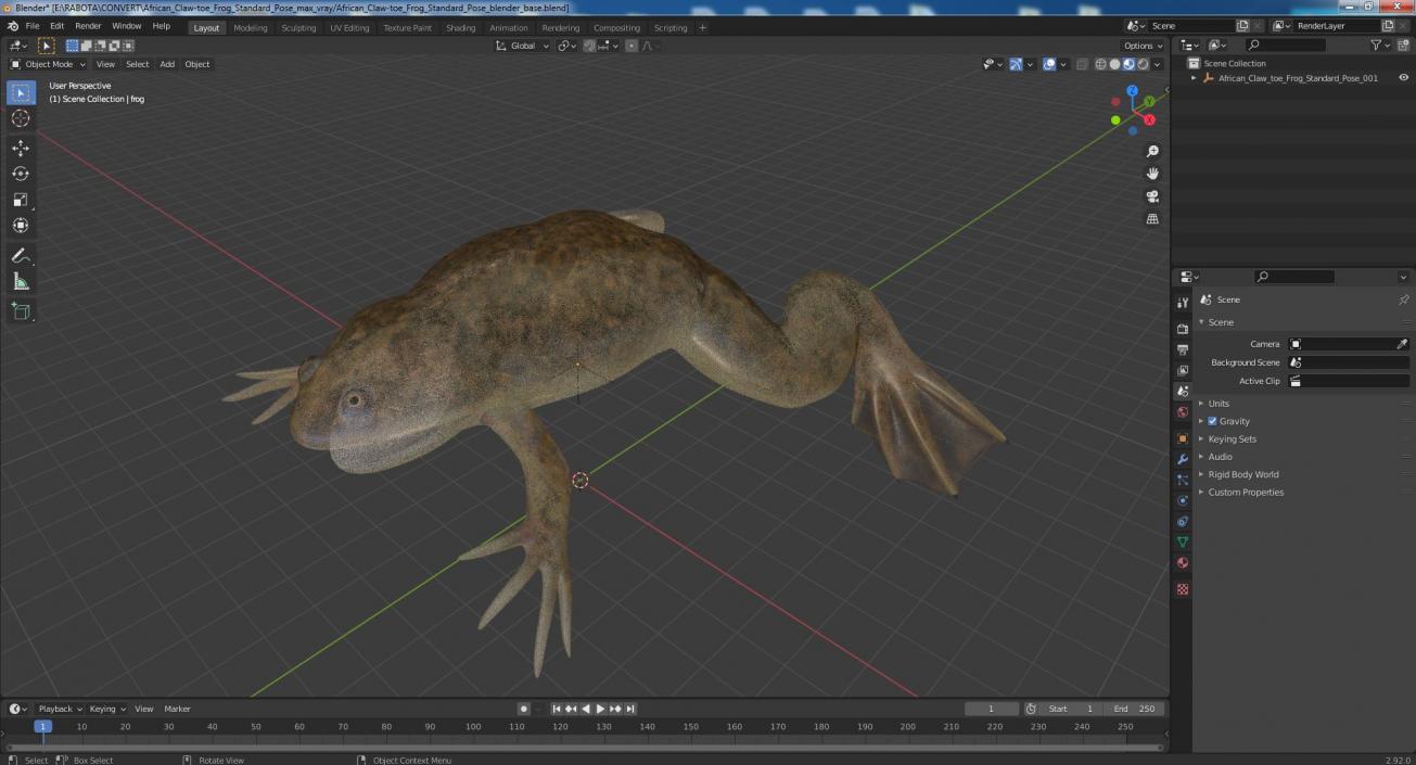 3D model African Claw-toe Frog Standard Pose