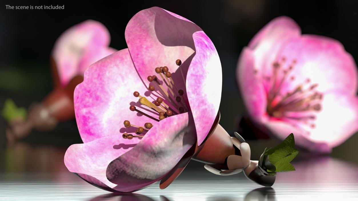 3D Sakura Pink Flower model