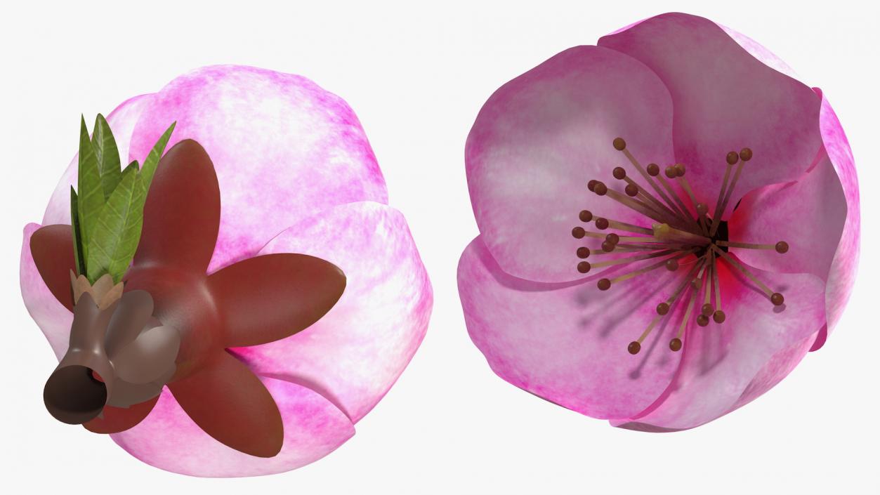 3D Sakura Pink Flower model