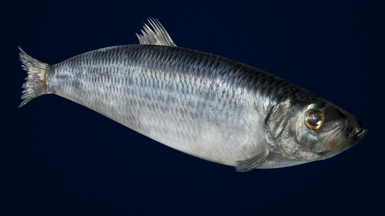 3D Realistic Atlantic Herring Rigged model