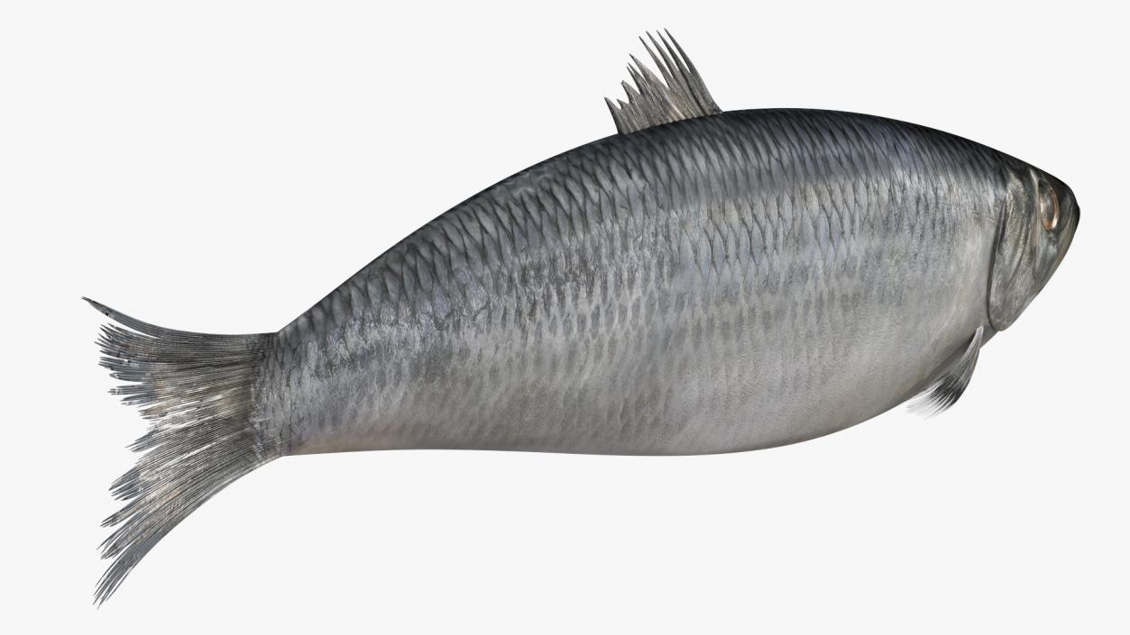 3D Realistic Atlantic Herring Rigged model