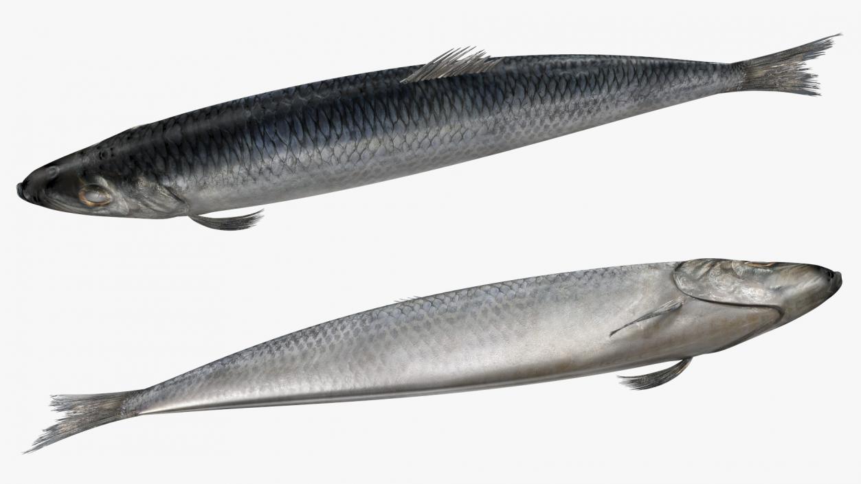 3D Realistic Atlantic Herring Rigged model