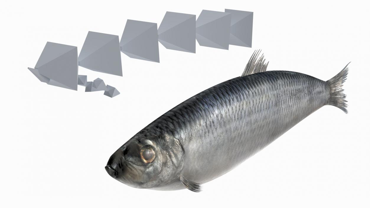 3D Realistic Atlantic Herring Rigged model