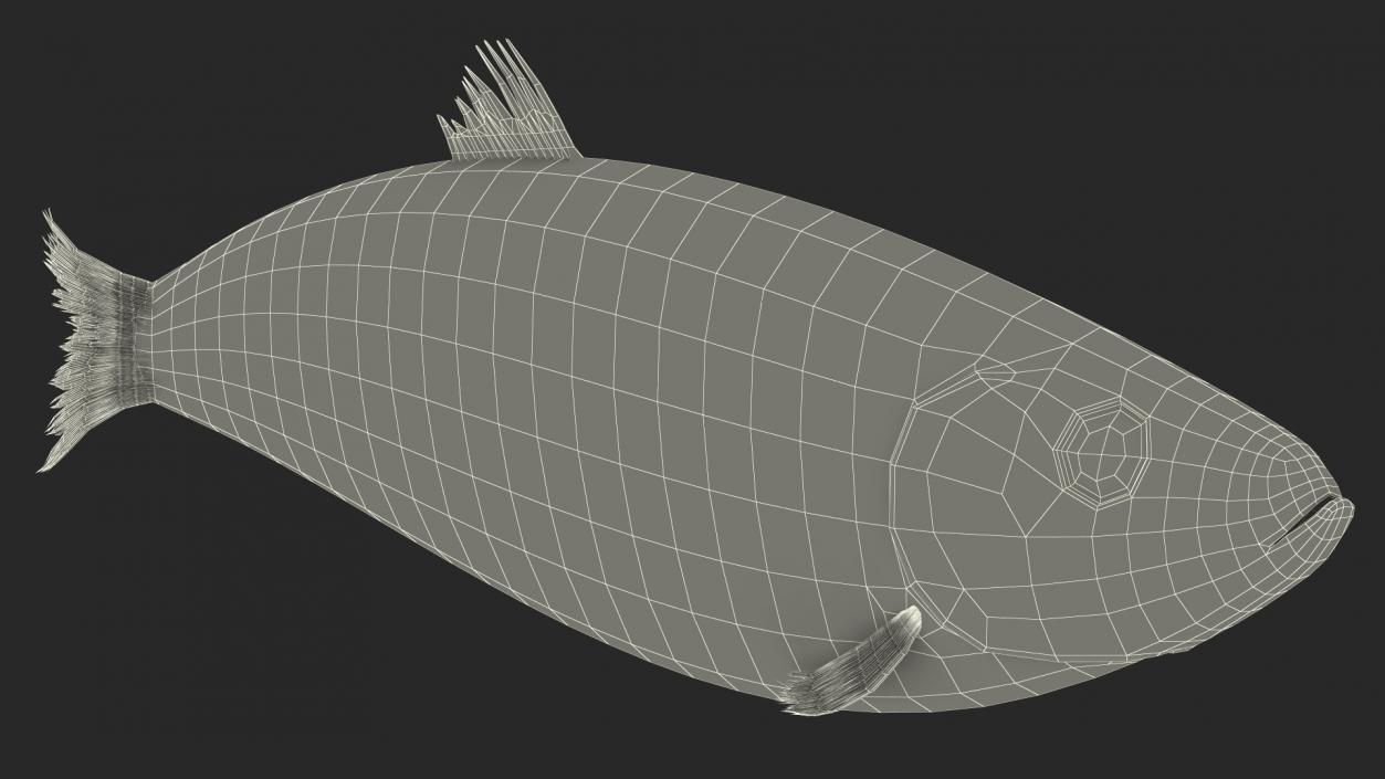 3D Realistic Atlantic Herring Rigged model