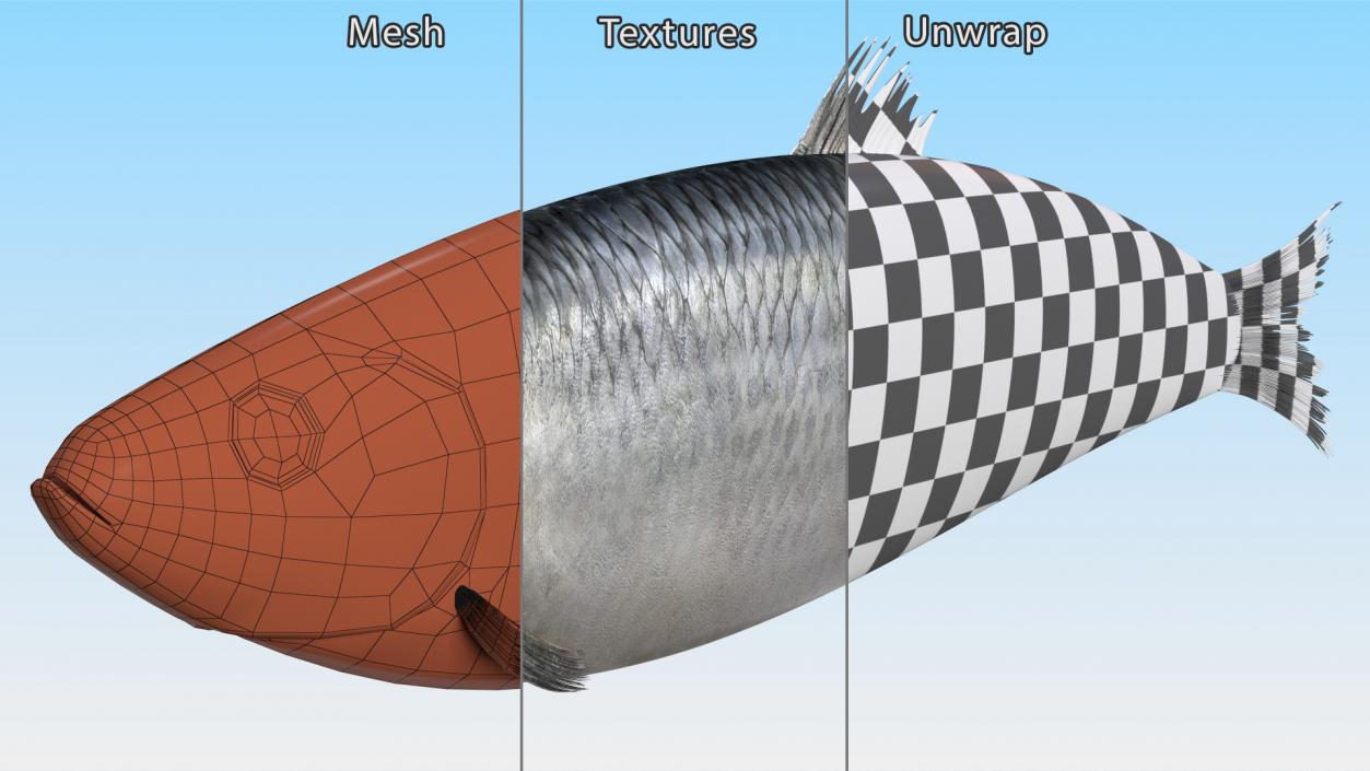 3D Realistic Atlantic Herring Rigged model