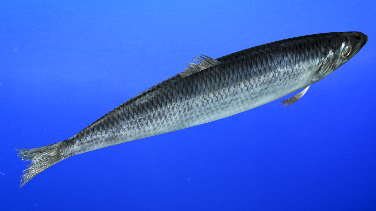 3D Realistic Atlantic Herring Rigged model