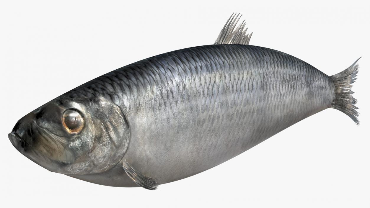 3D Realistic Atlantic Herring Rigged model