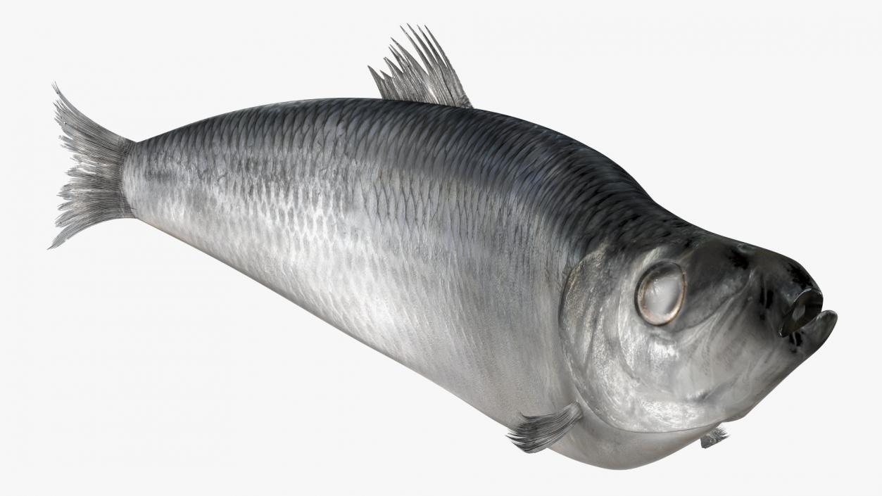 3D Realistic Atlantic Herring Rigged model