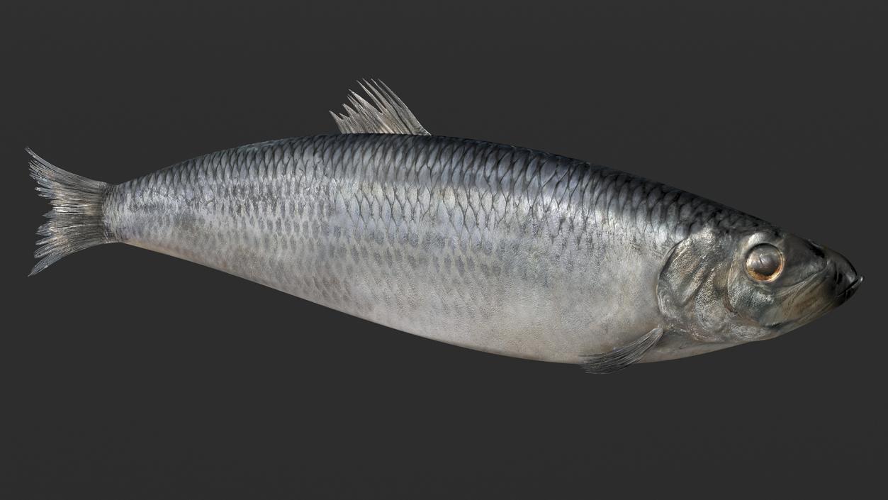 3D Realistic Atlantic Herring Rigged model