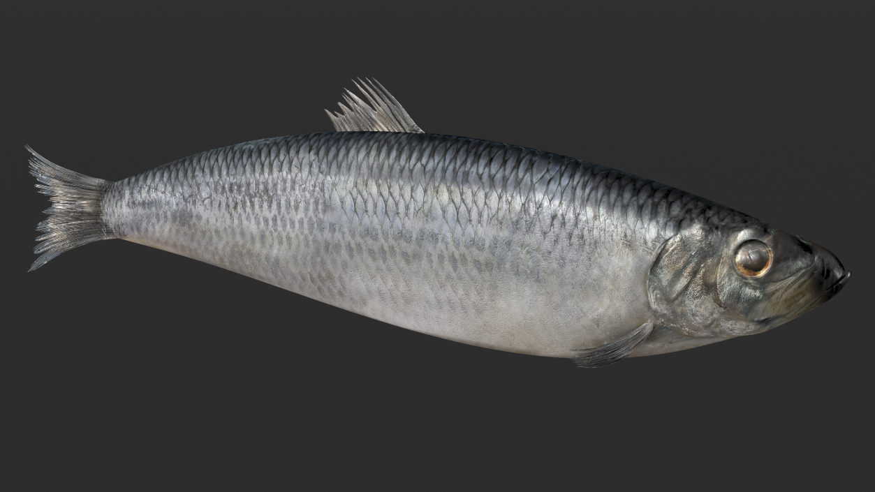 3D Realistic Atlantic Herring Rigged model