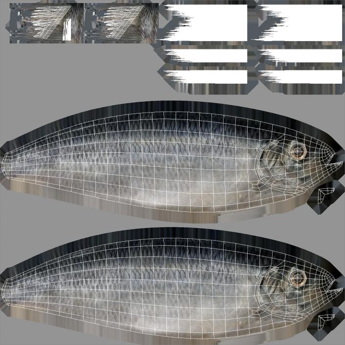 3D Realistic Atlantic Herring Rigged model