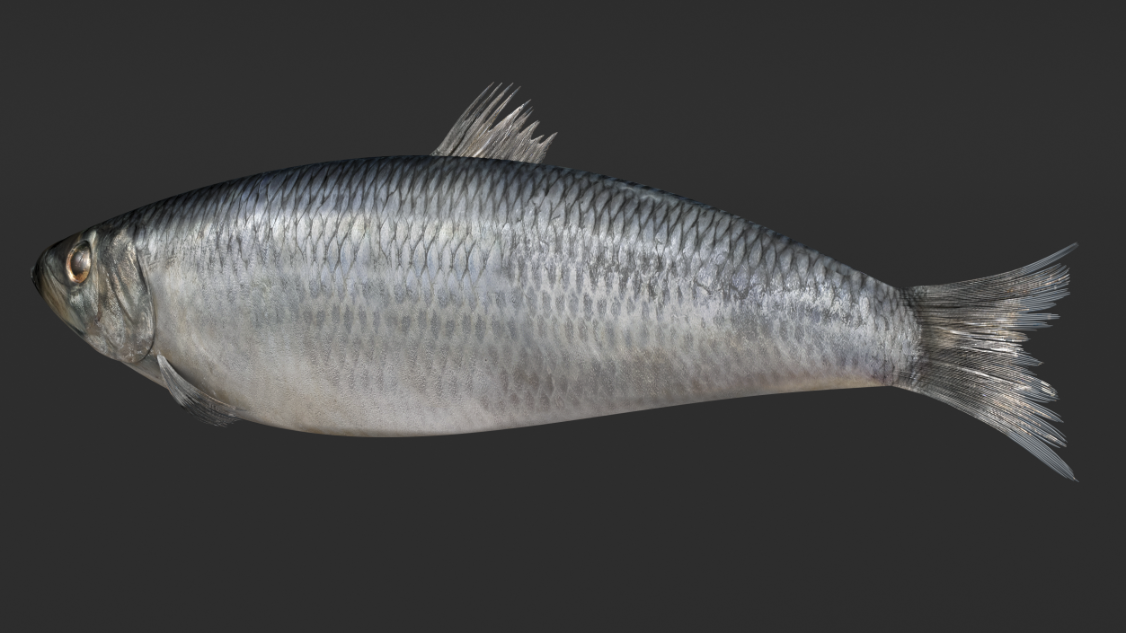 3D Realistic Atlantic Herring Rigged model