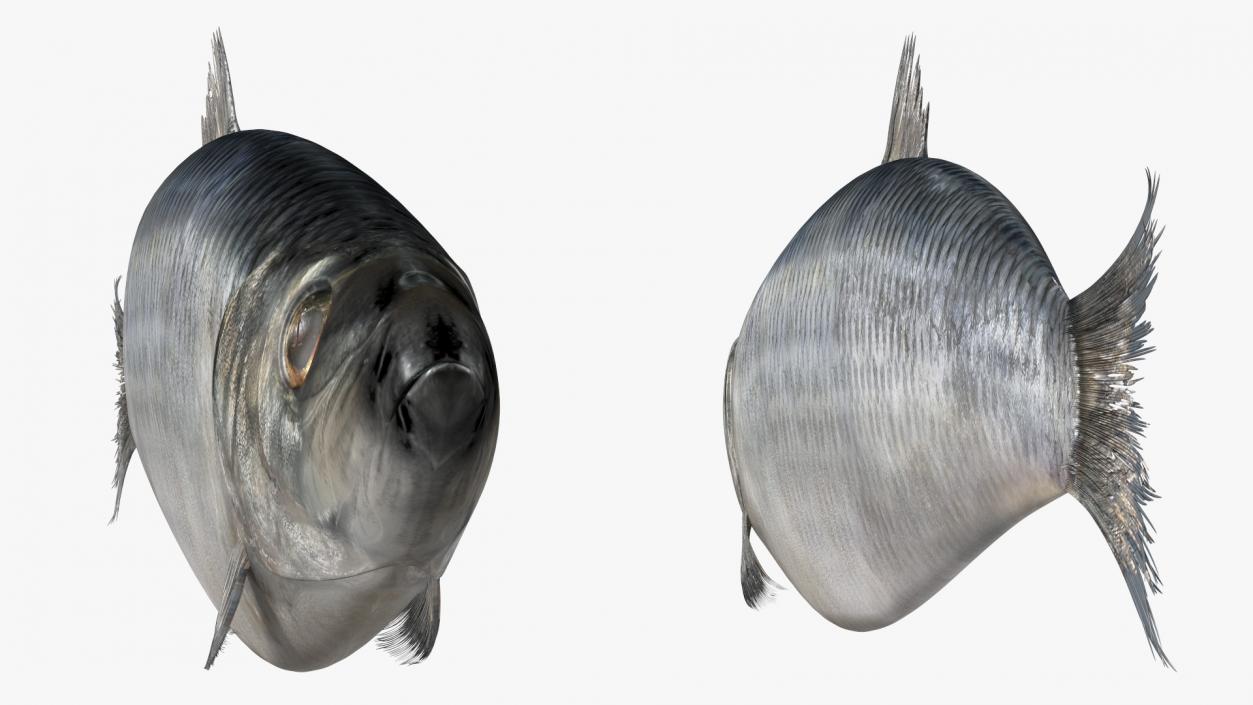 3D Realistic Atlantic Herring Rigged model