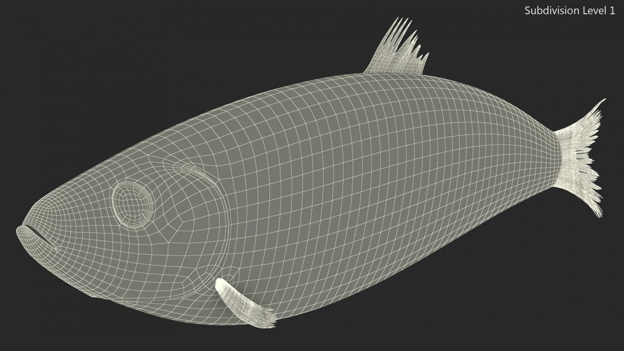 3D Realistic Atlantic Herring Rigged model