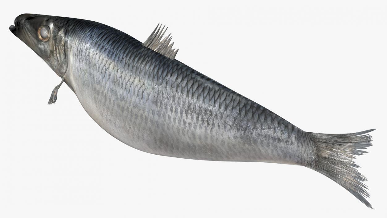 3D Realistic Atlantic Herring Rigged model