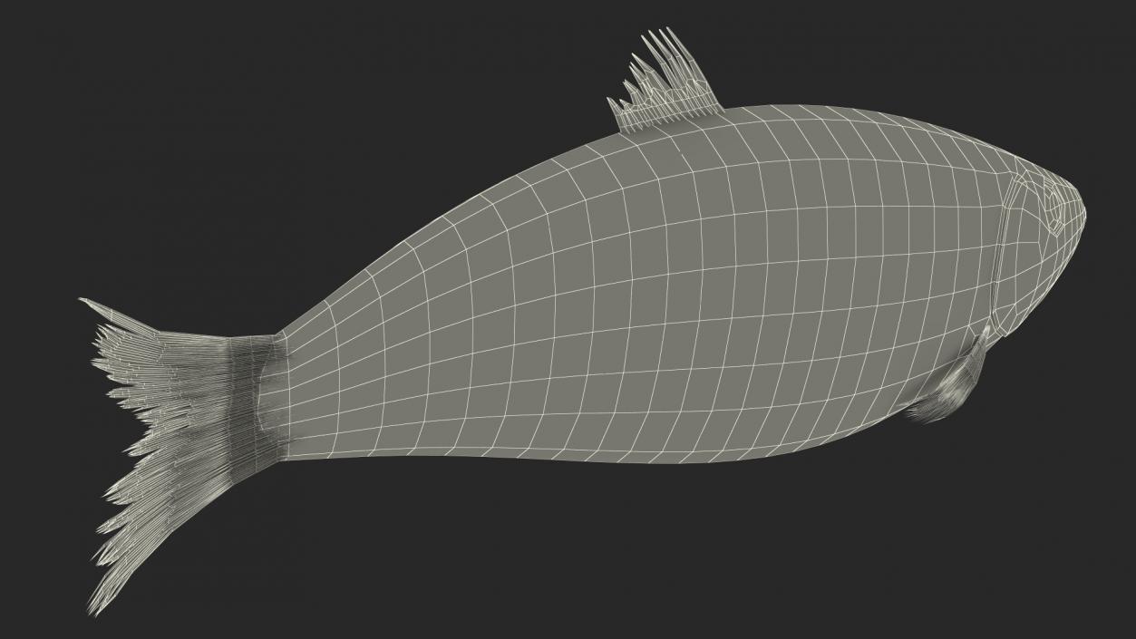 3D Realistic Atlantic Herring Rigged model