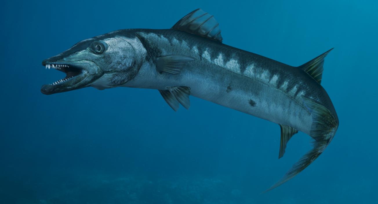 3D Barracuda Fish Pose 3