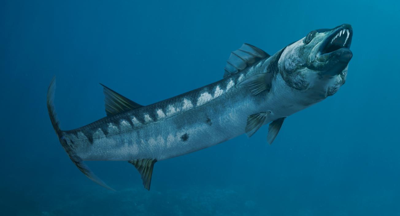 3D Barracuda Fish Pose 3