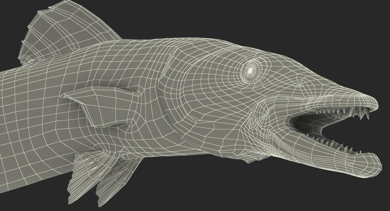 3D Barracuda Fish Pose 3