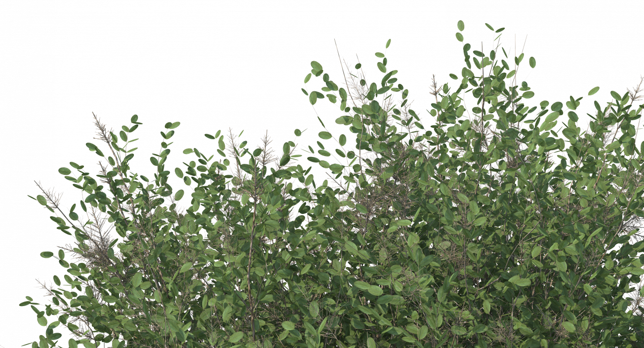 3D model Big Bush