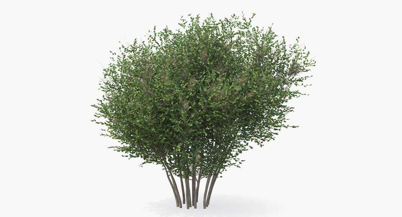 3D model Big Bush