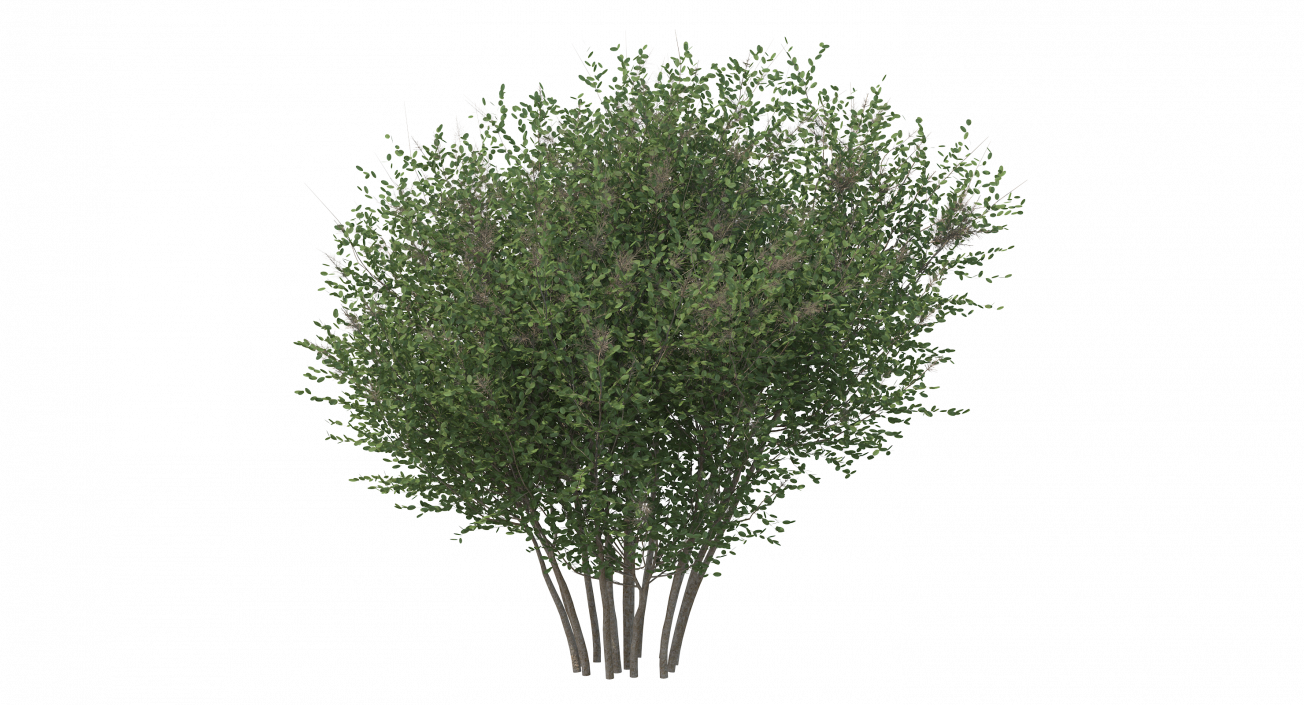 3D model Big Bush