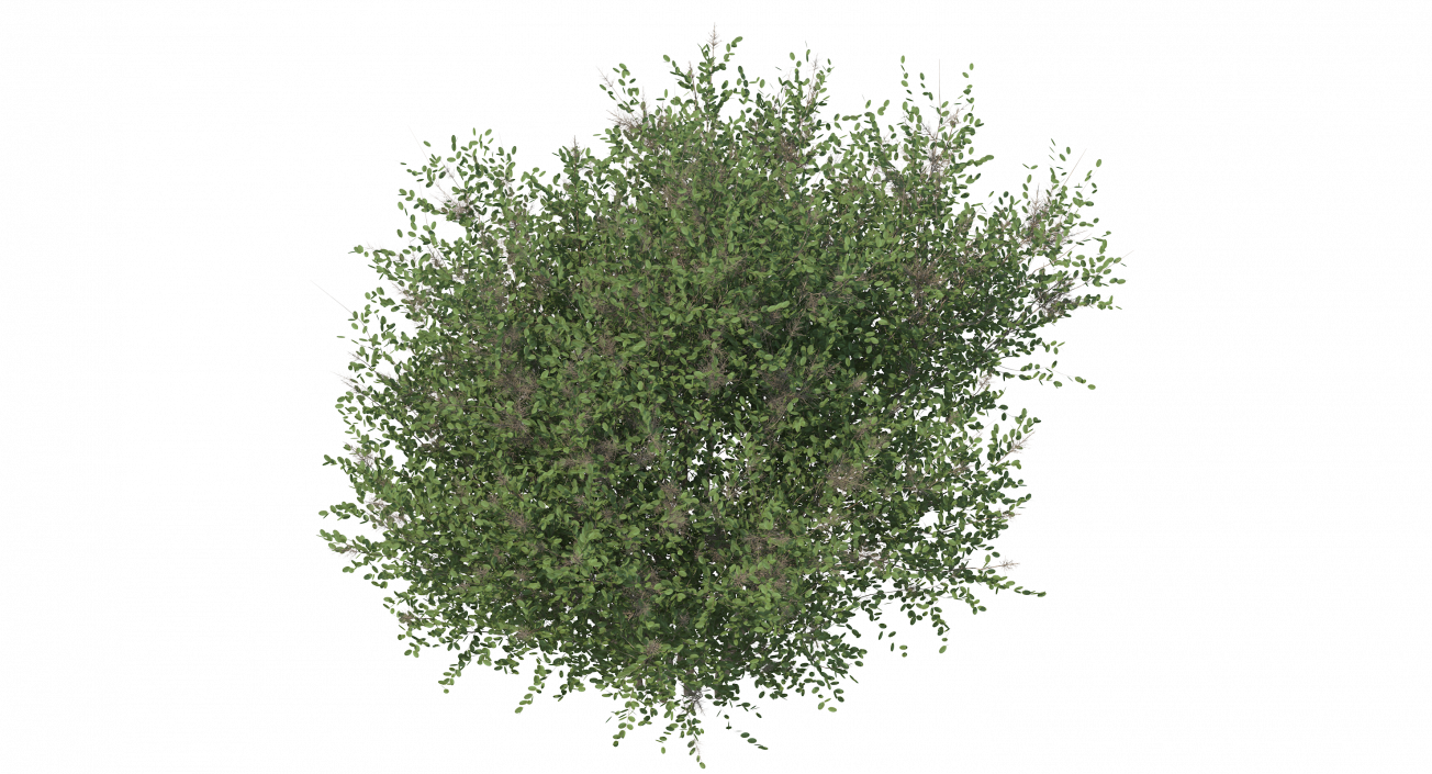 3D model Big Bush