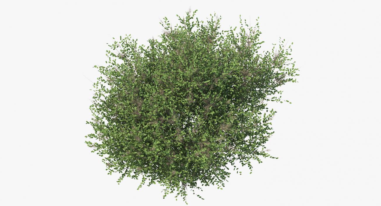 3D model Big Bush