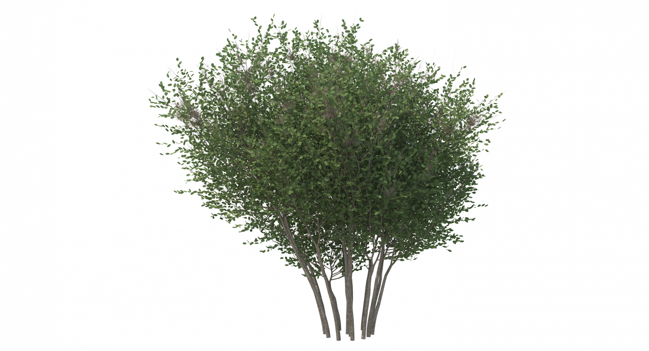 3D model Big Bush