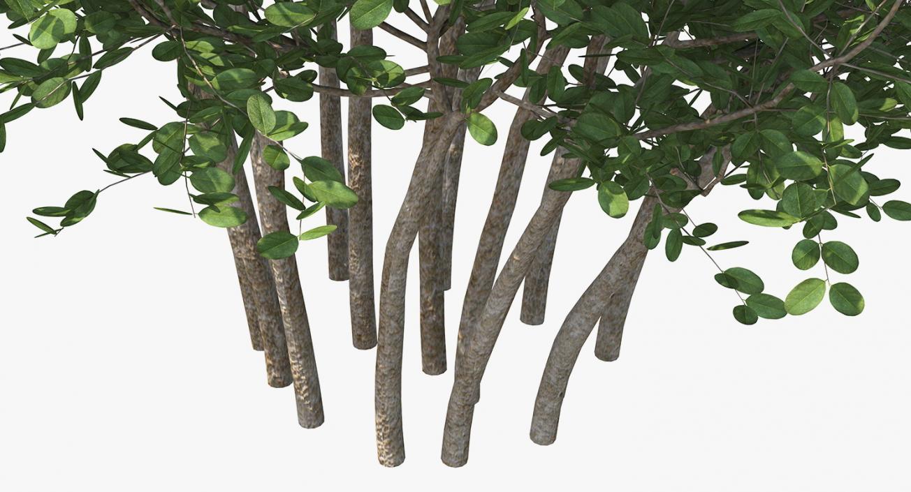 3D model Big Bush