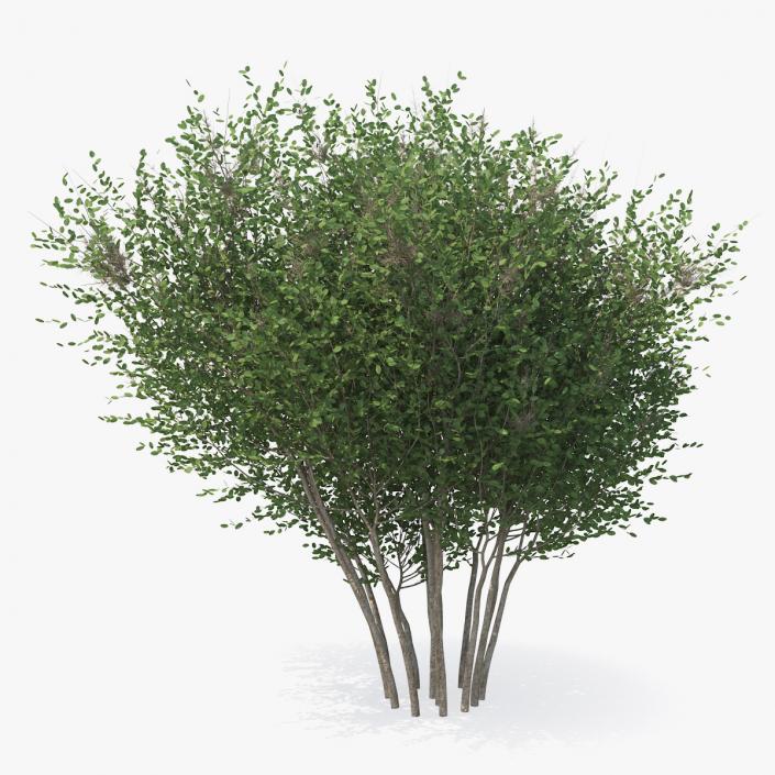 3D model Big Bush