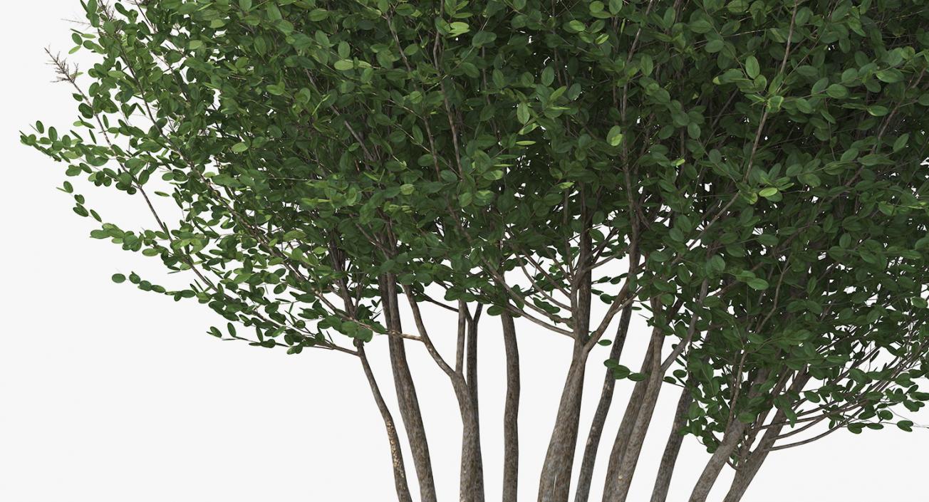 3D model Big Bush