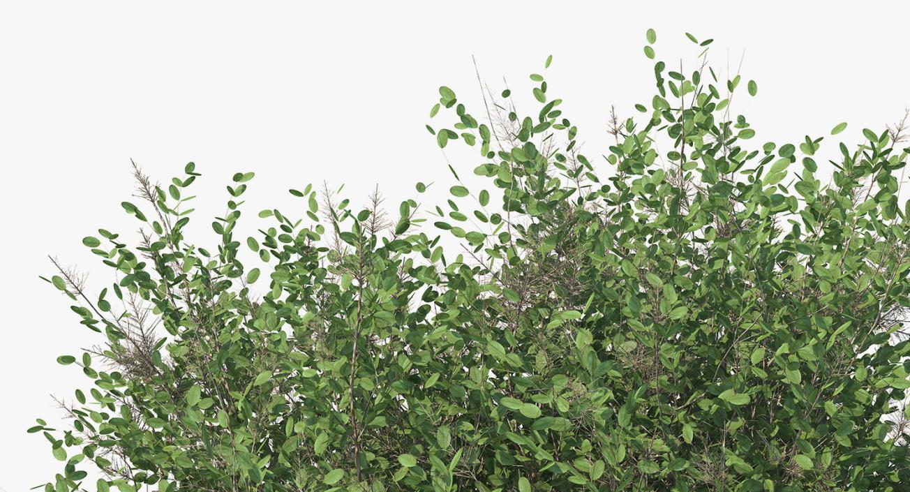 3D model Big Bush