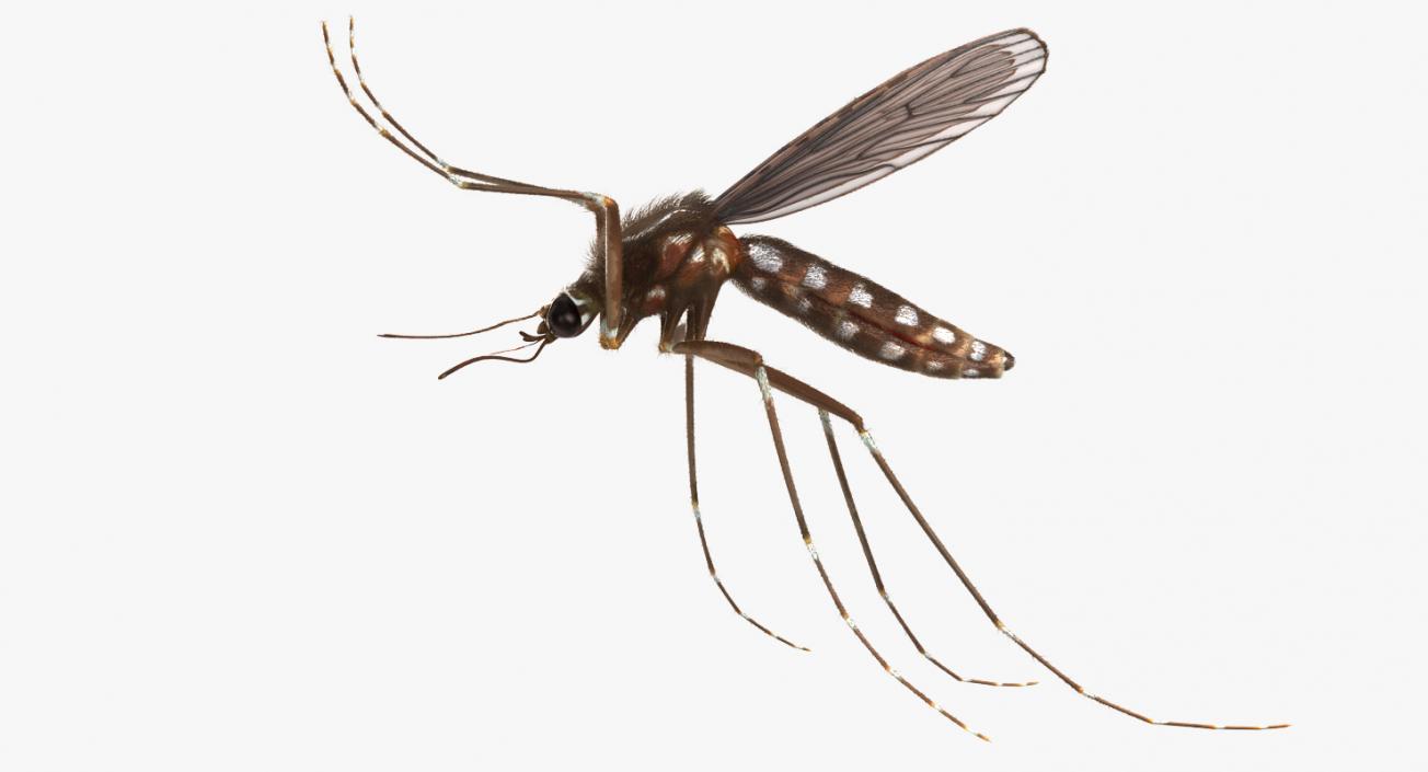 3D Mosquito Flies with Fur model