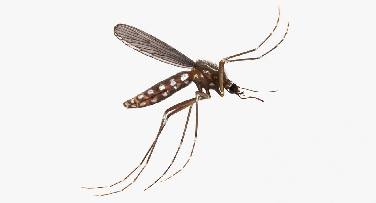 3D Mosquito Flies with Fur model