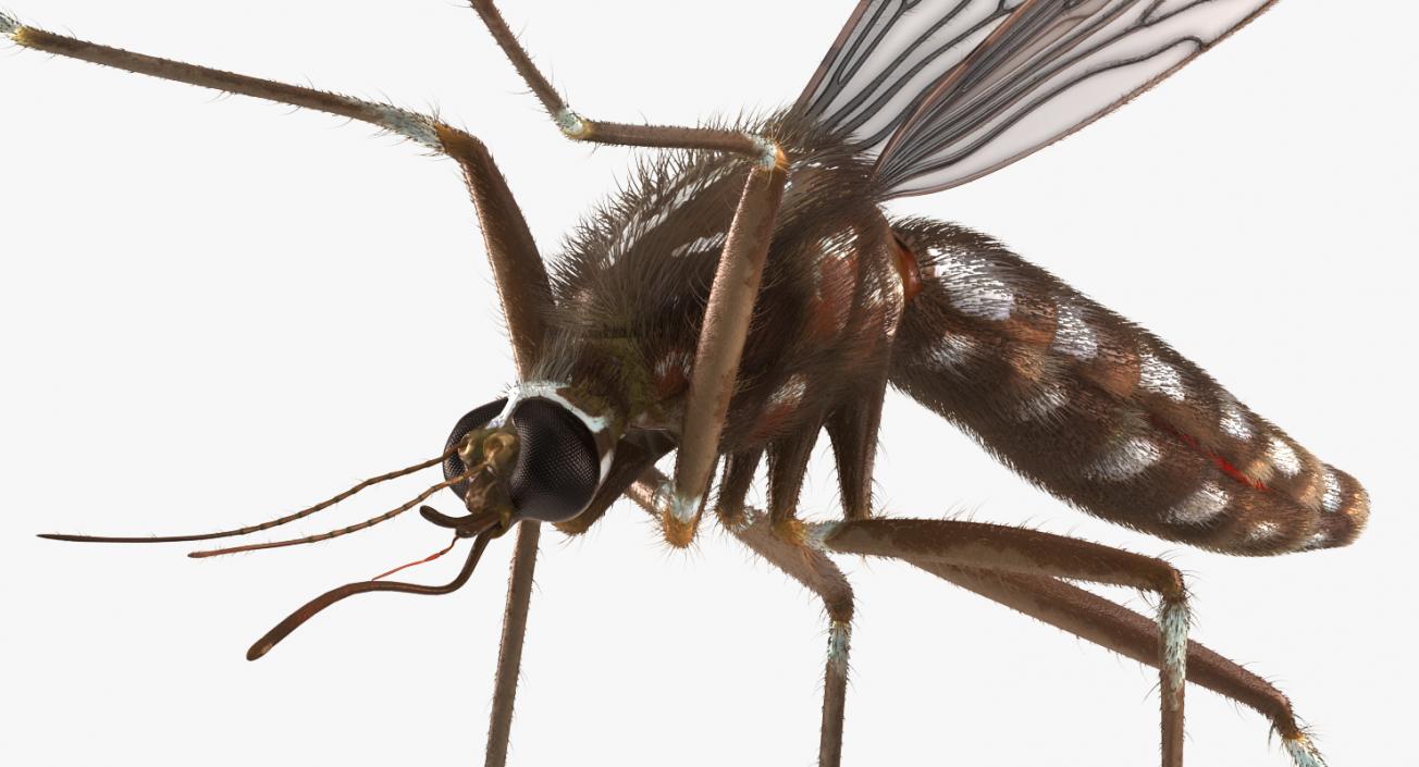 3D Mosquito Flies with Fur model