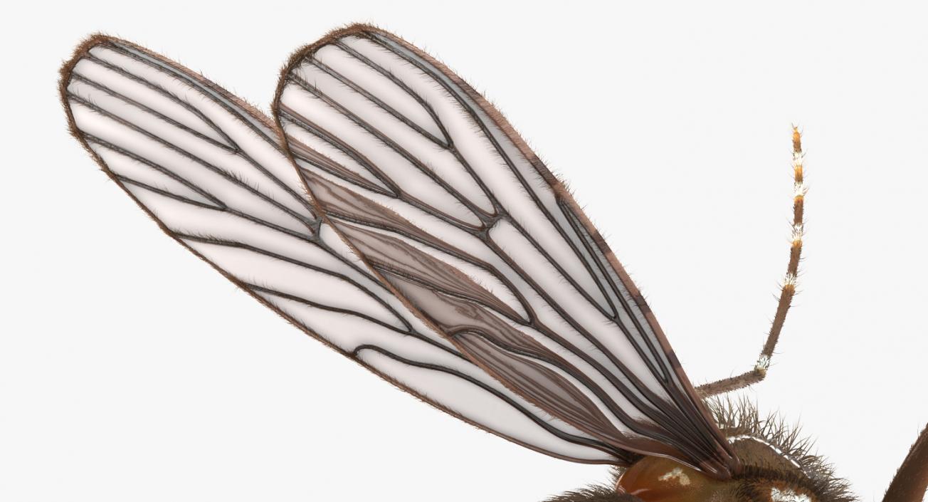 3D Mosquito Flies with Fur model