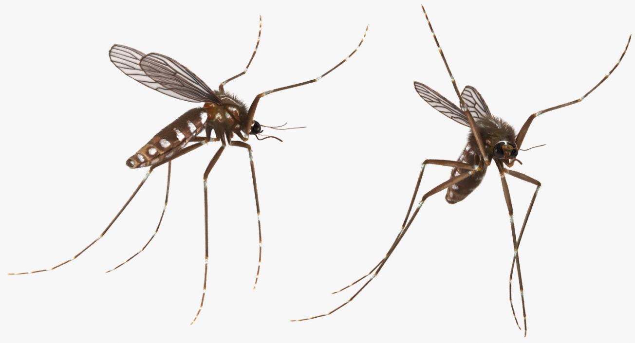 3D Mosquito Flies with Fur model