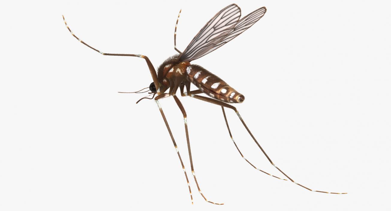 3D Mosquito Flies with Fur model