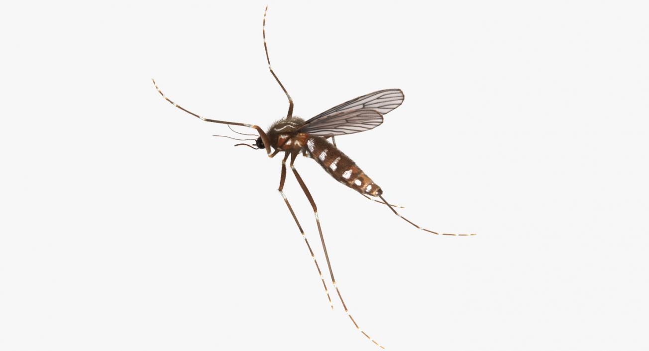 3D Mosquito Flies with Fur model