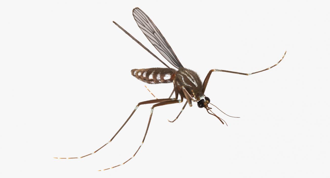 3D Mosquito Flies with Fur model