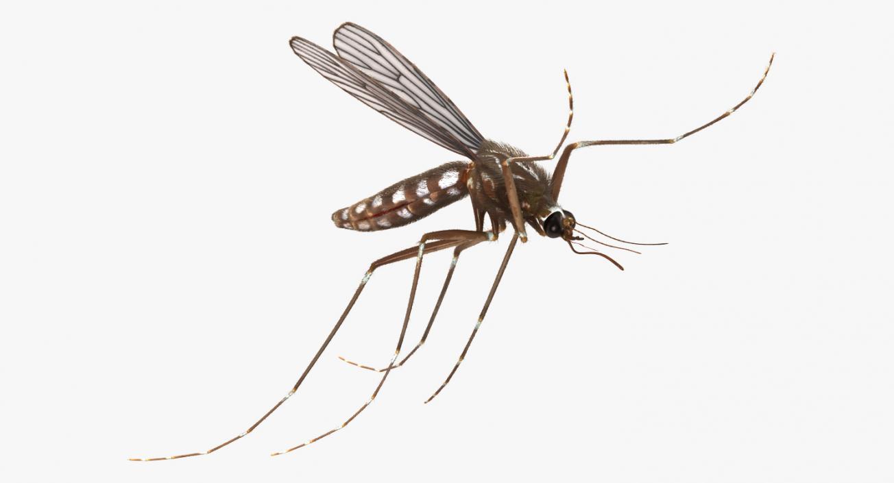 3D Mosquito Flies with Fur model