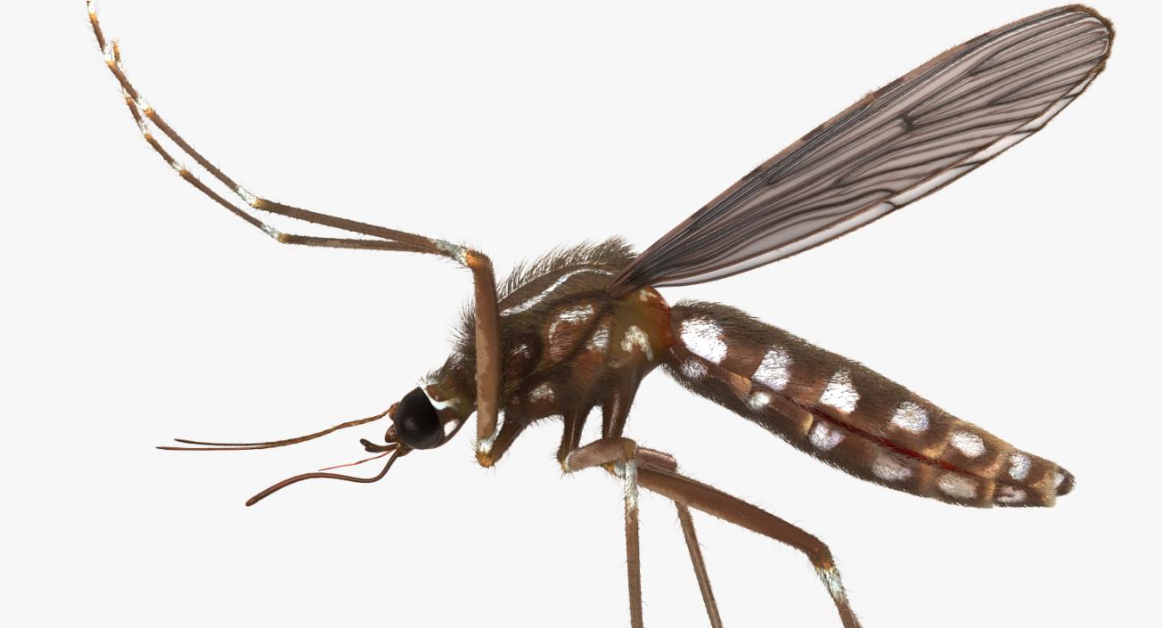 3D Mosquito Flies with Fur model