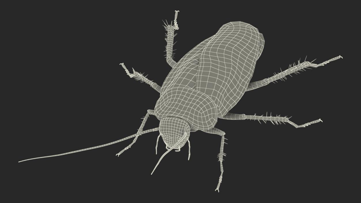 3D Animated Cockroach Running Rigged model