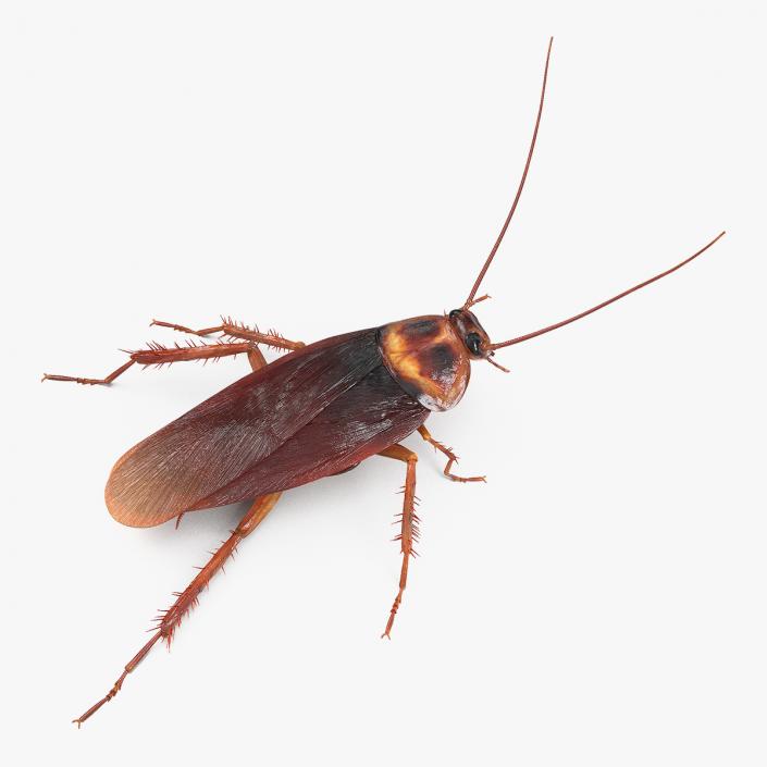 3D Animated Cockroach Running Rigged model