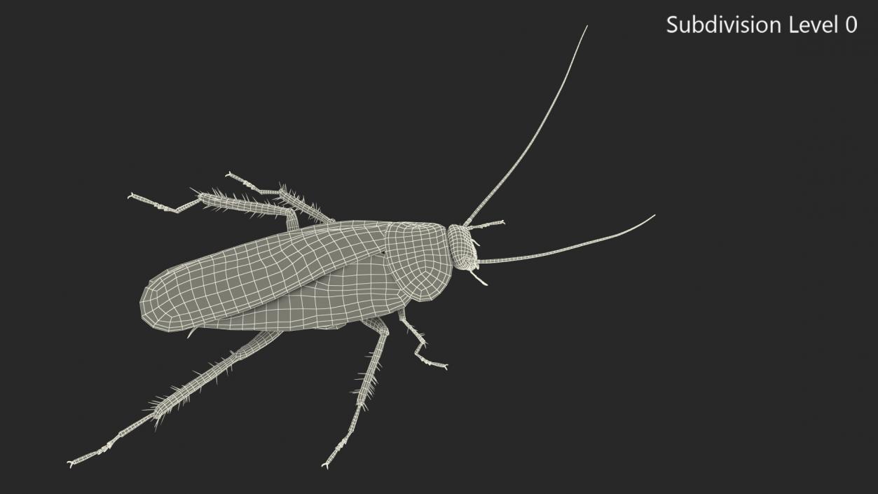 3D Animated Cockroach Running Rigged model