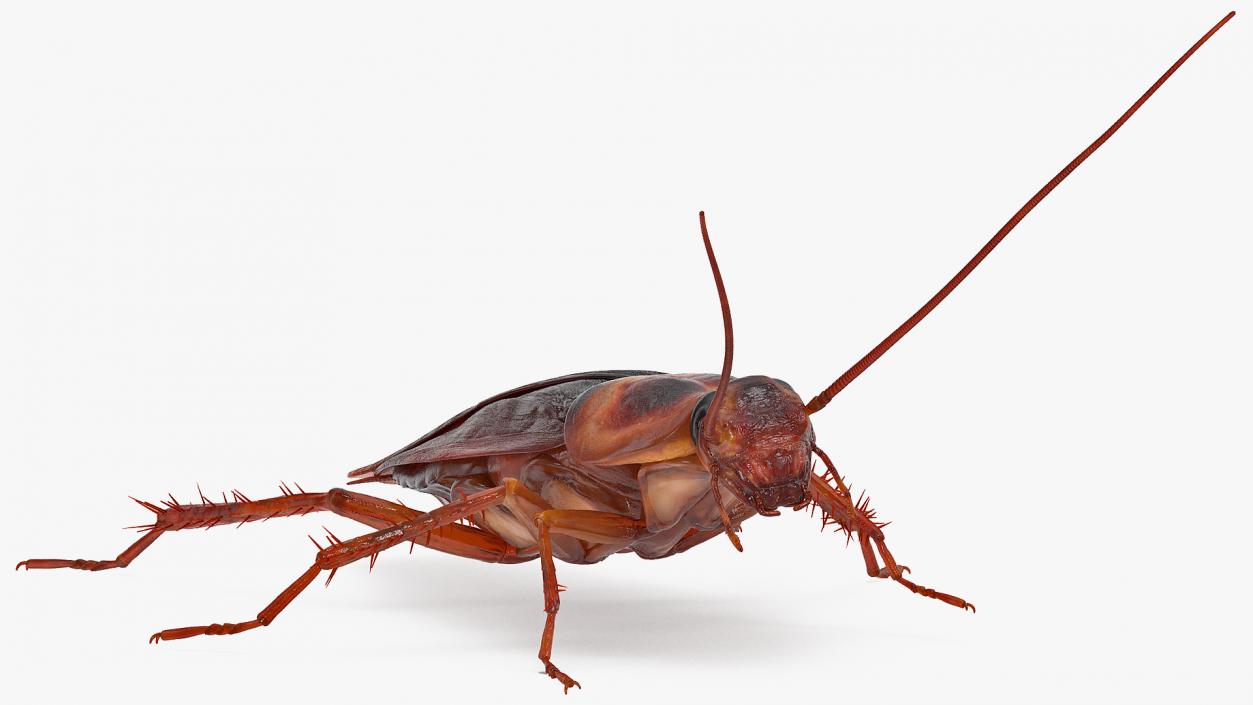 3D Animated Cockroach Running Rigged model