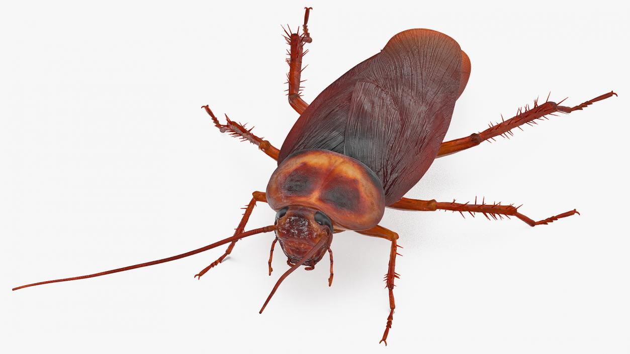 3D Animated Cockroach Running Rigged model